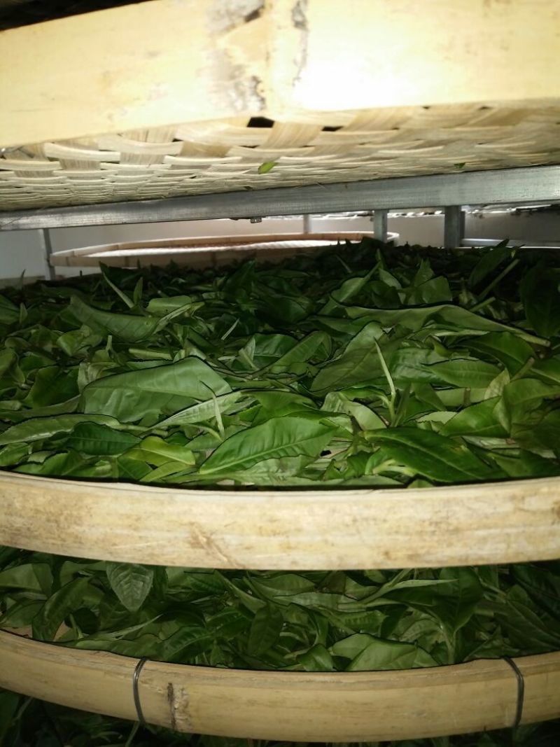 古树普洱茶二级
