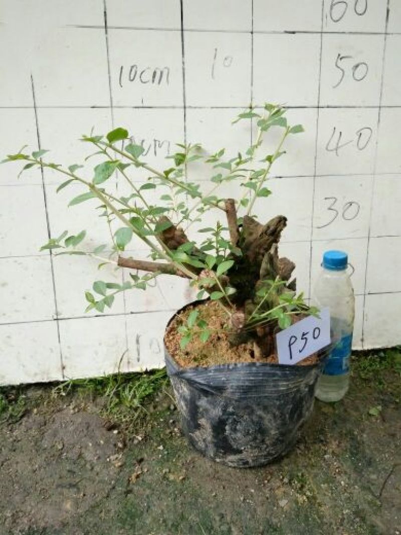 红花紫薇2cm以下0.5米以下1米以下