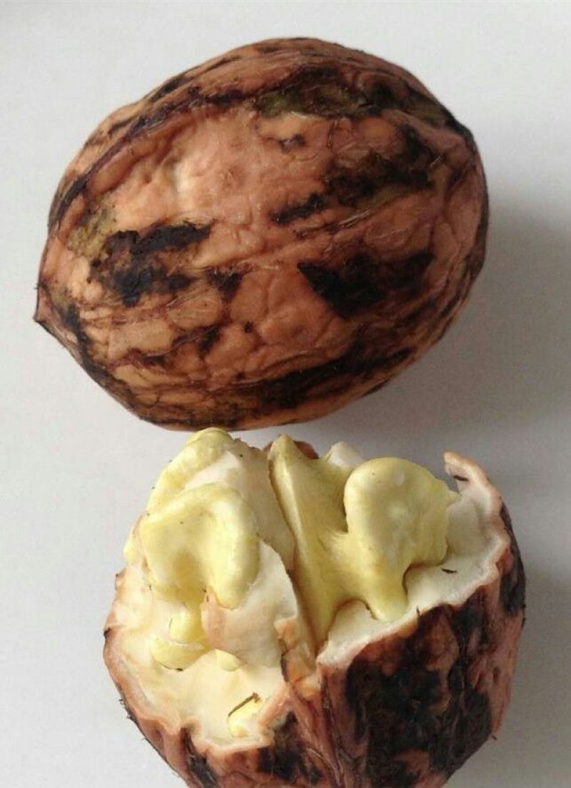 绵核桃