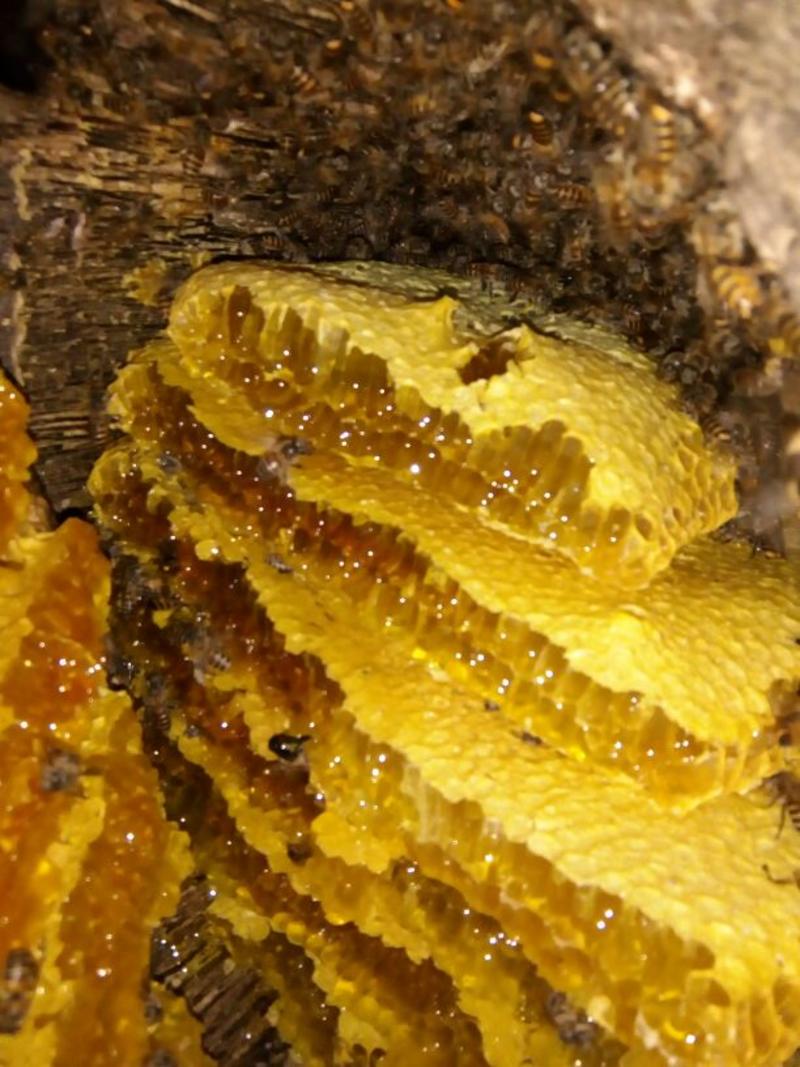 德宏陇川大山的蜂蜜，都是冬蜜。