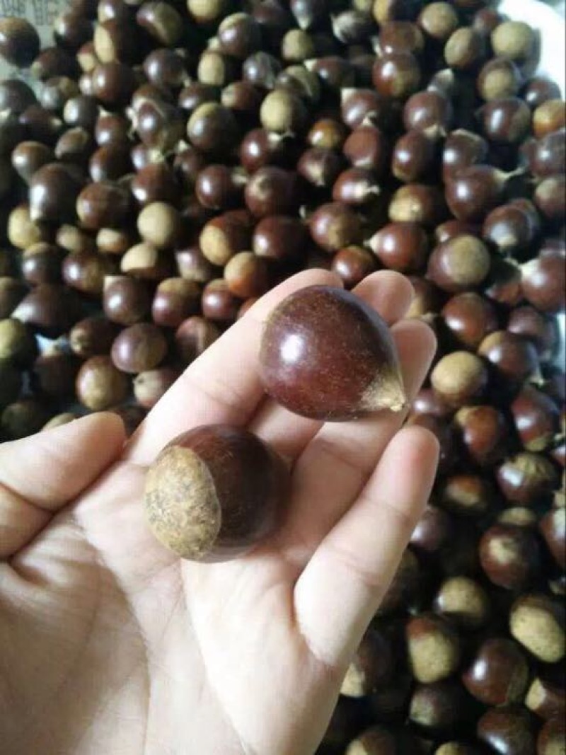 锥栗板栗