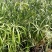 荷花60cm以上