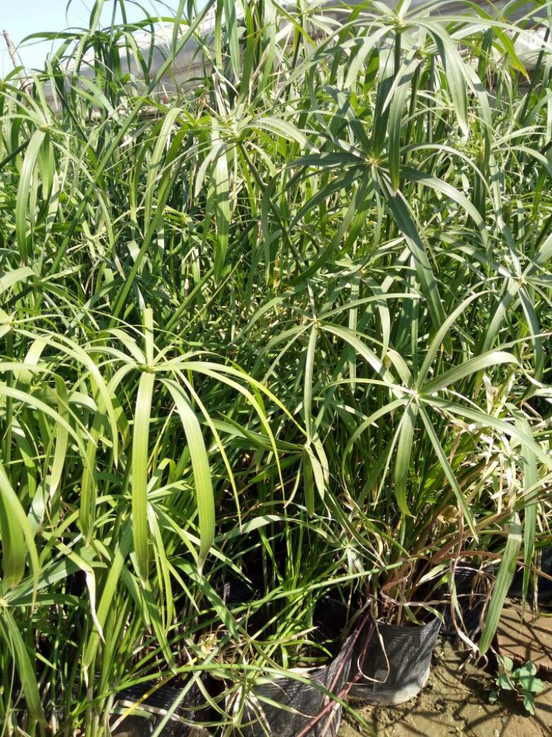 荷花60cm以上