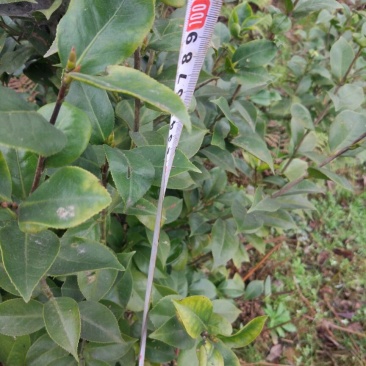 茶花树100~140cm