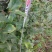 茶花树100~140cm