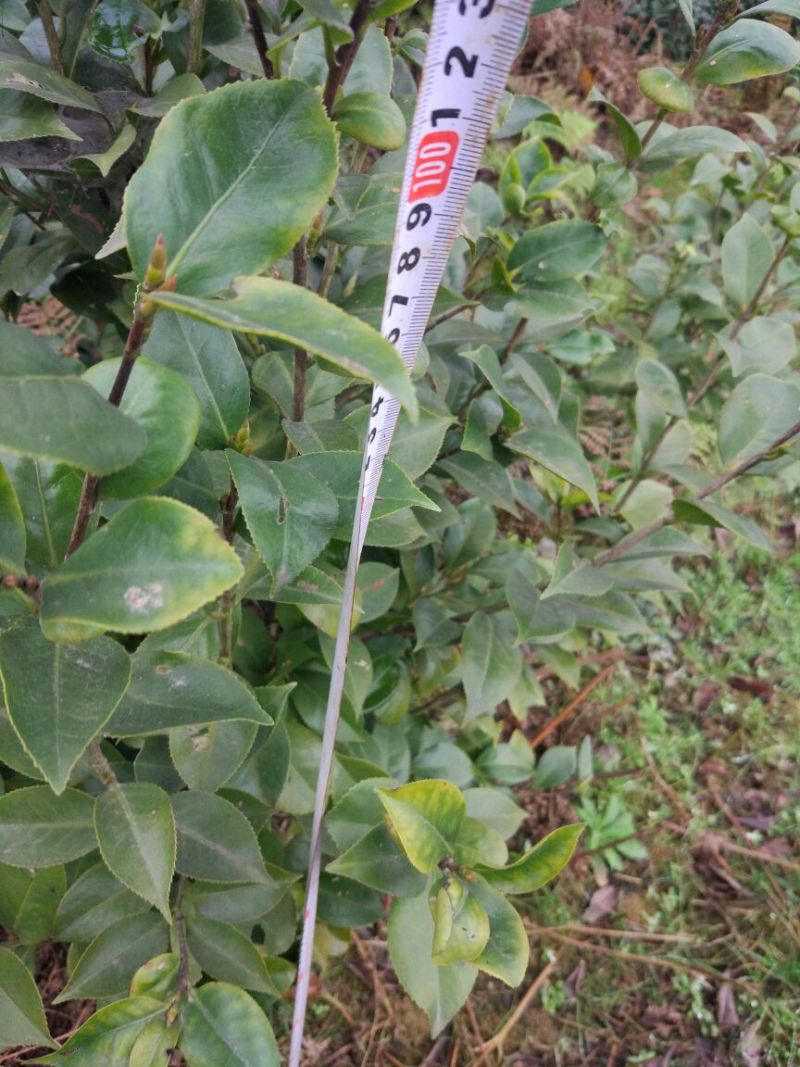 茶花树100~140cm