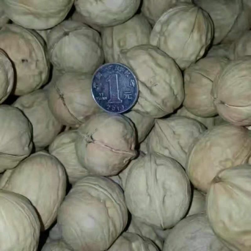 薄皮核桃30mm以上去皮干