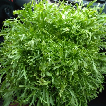 苦菊12~15cm，黄心菊花苦菊