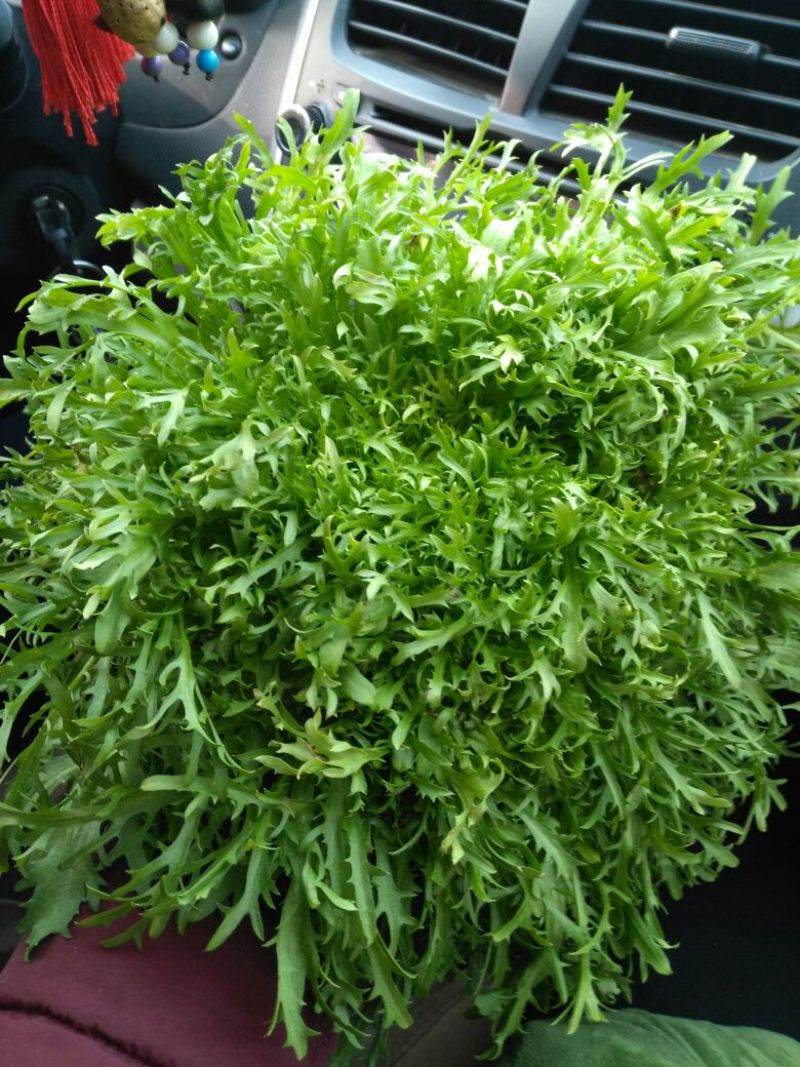 苦菊12~15cm，黄心菊花苦菊