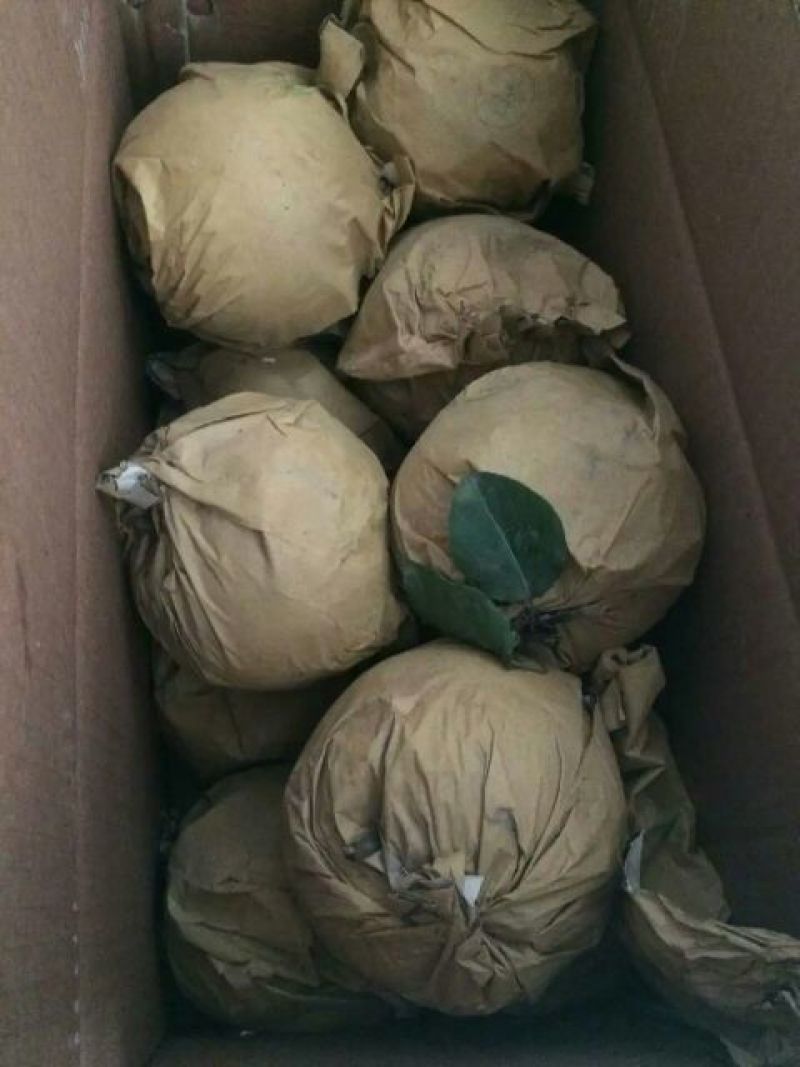 梨100~150g膜袋