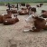 肉牛200~300斤