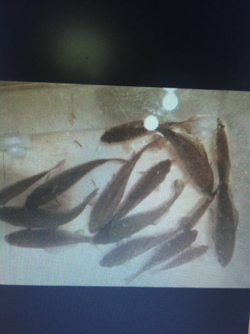 鲫鱼