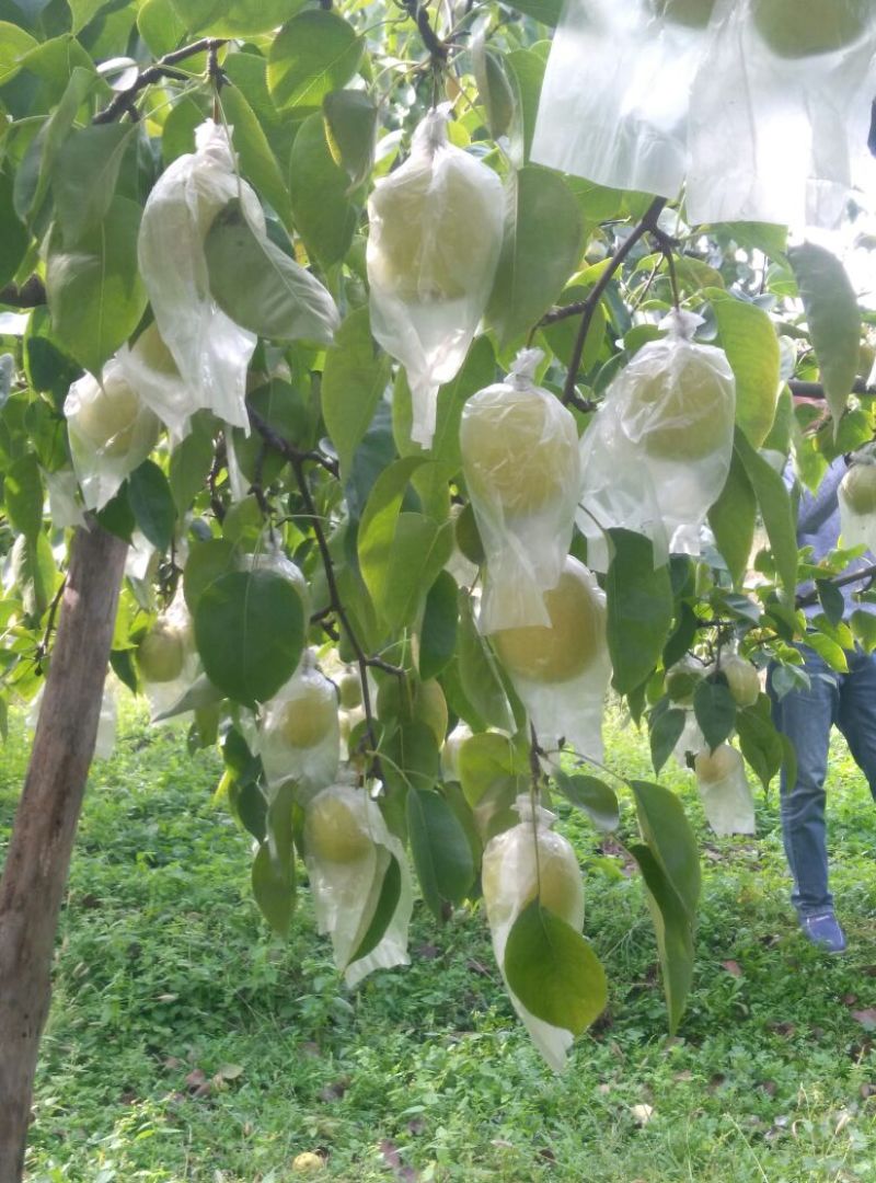 蜜梨100~150g膜袋