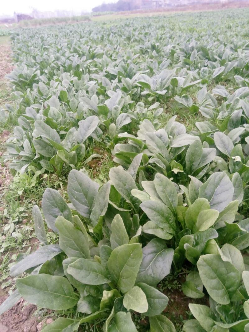大叶菠菜15~20厘米
