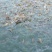 胡子鲶食用