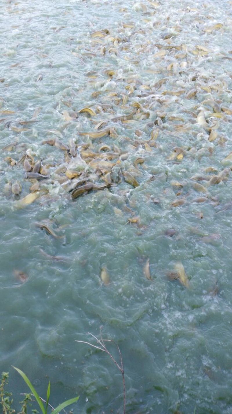 胡子鲶食用