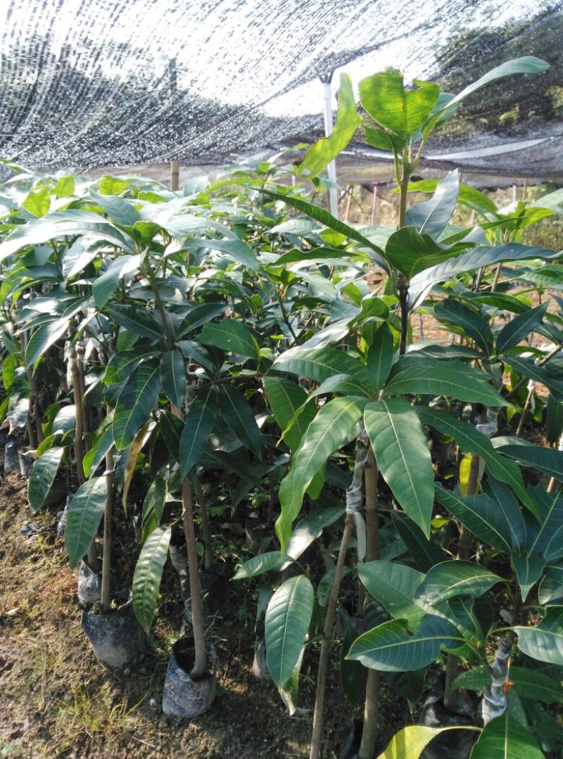 芒果苗2-3分径1.5米高