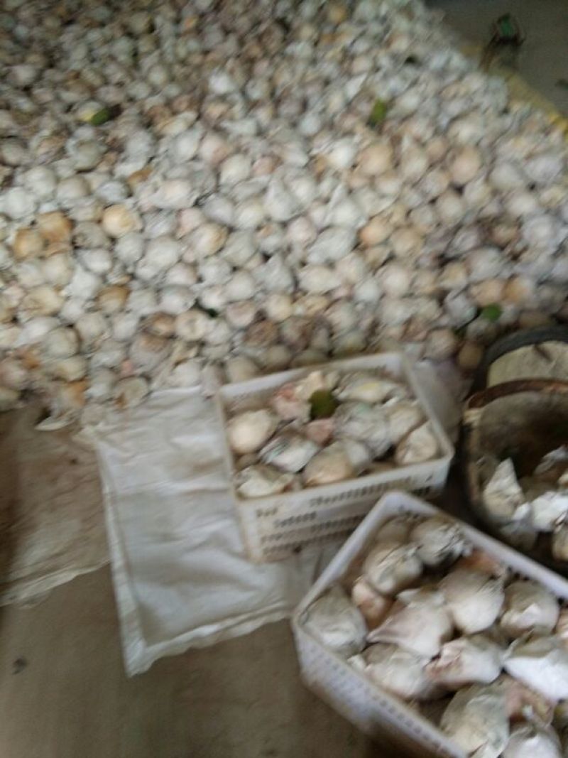 砀山梨60~100g纸袋
