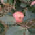 红富士苹果75mm以上膜袋