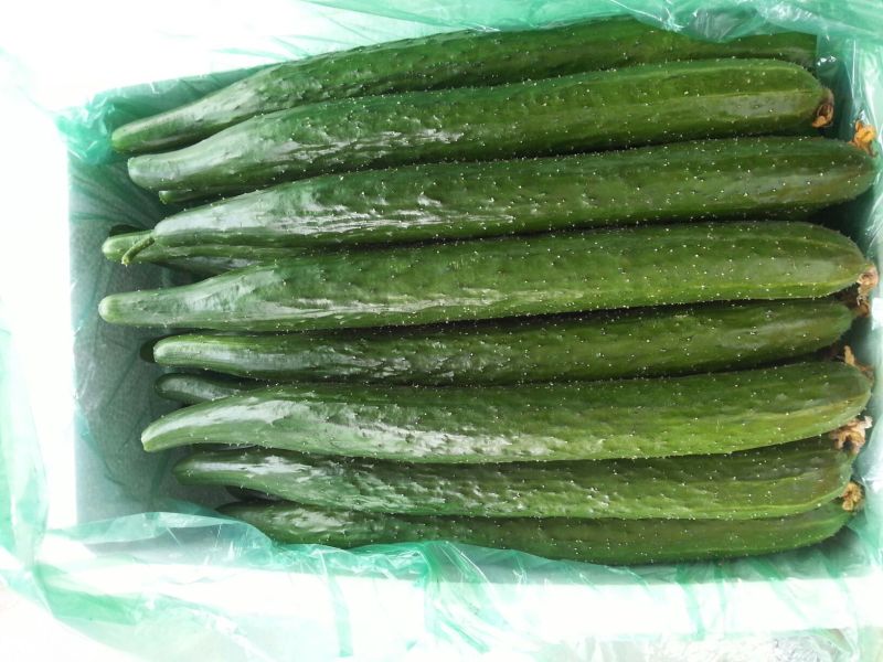 密刺黄瓜干花带刺22~25公分山东聊城莘县青瓜