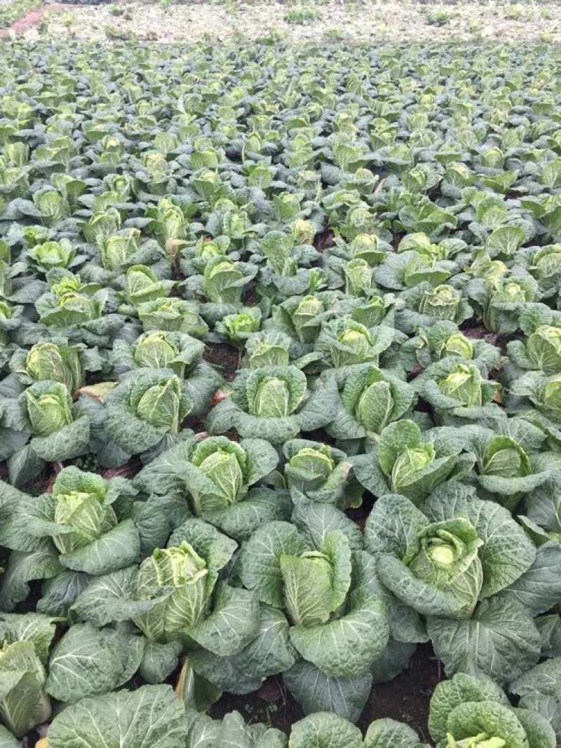 白菜黄心大白菜一级子弹头