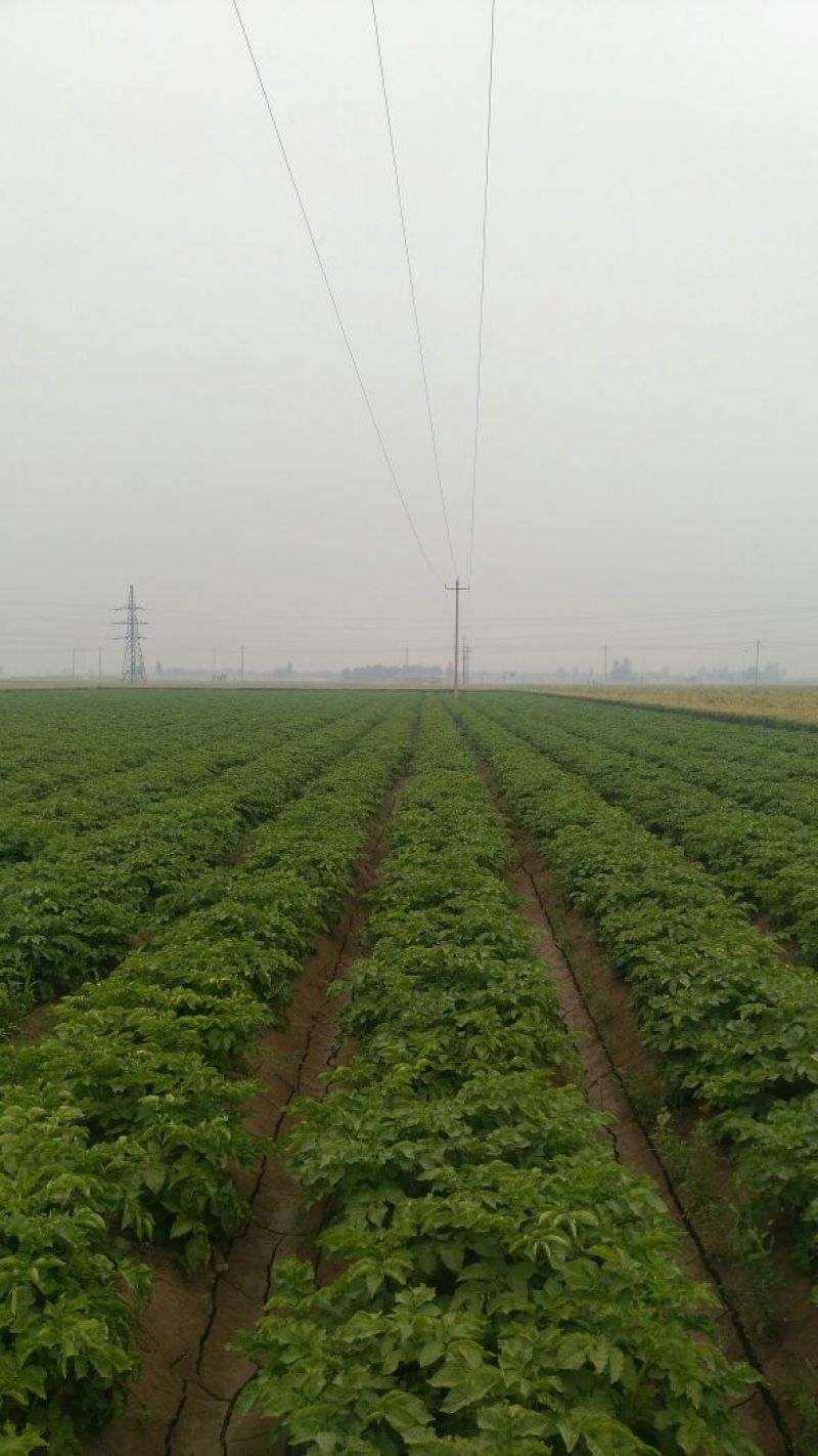 荷兰十五土豆3两以上精品