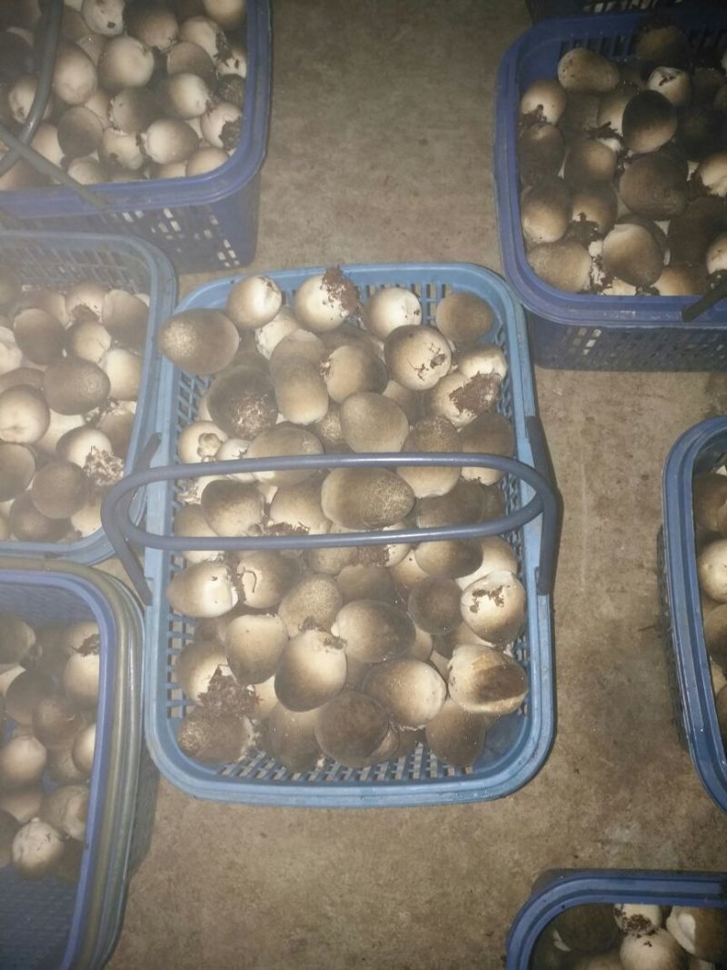 鲜草菇88%特级