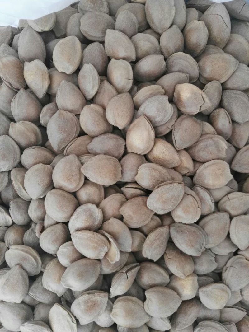杏仁一级