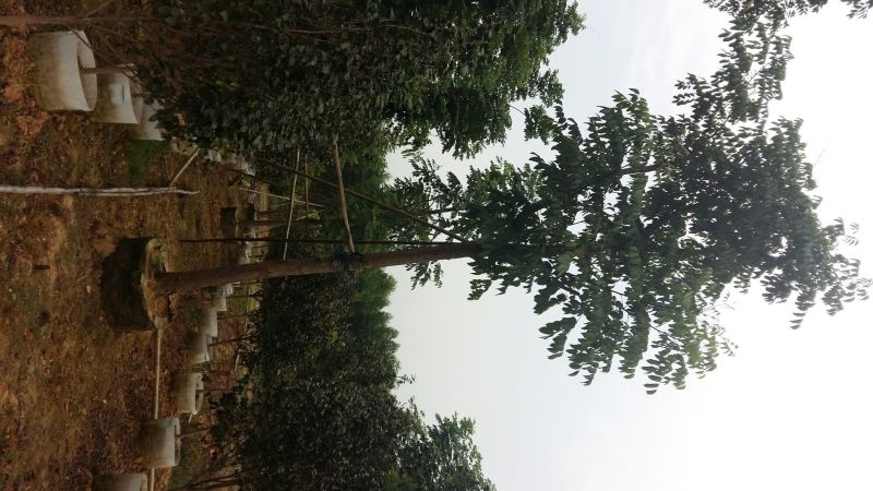 复羽叶栾树10~12cm10~12cm3~3.5米3