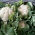 菜花1斤，实花紧密，乳白，花型好看，无鼓包