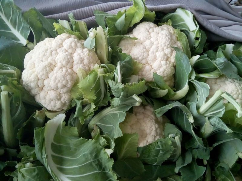 菜花1斤，实花紧密，乳白，花型好看，无鼓包