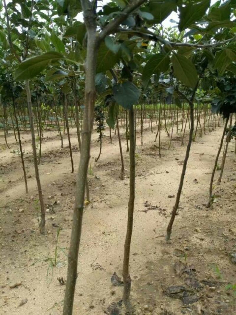 苹果树苗80cm以上