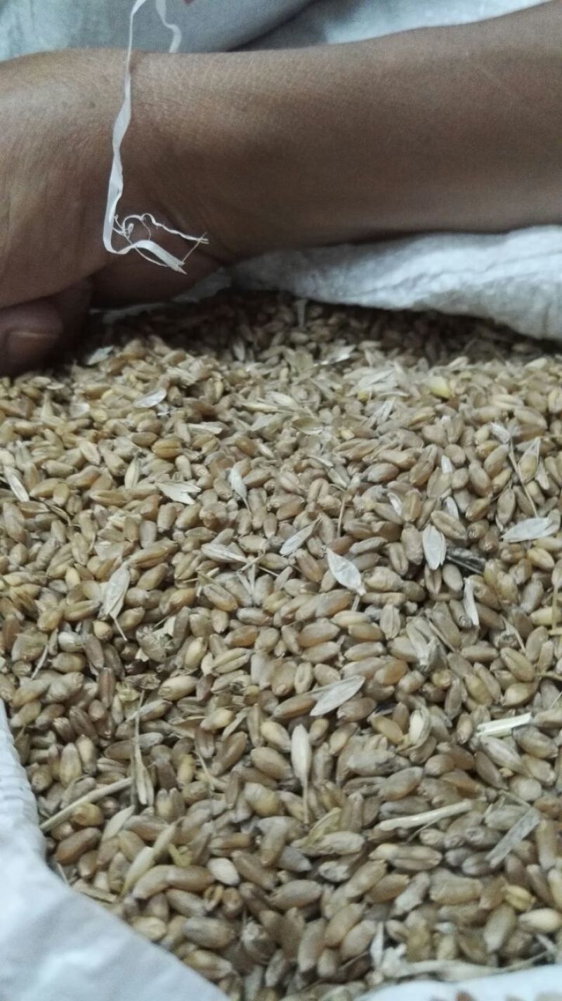 小麦12.5%以下