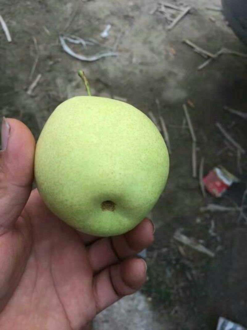 长把梨200~250g纸袋