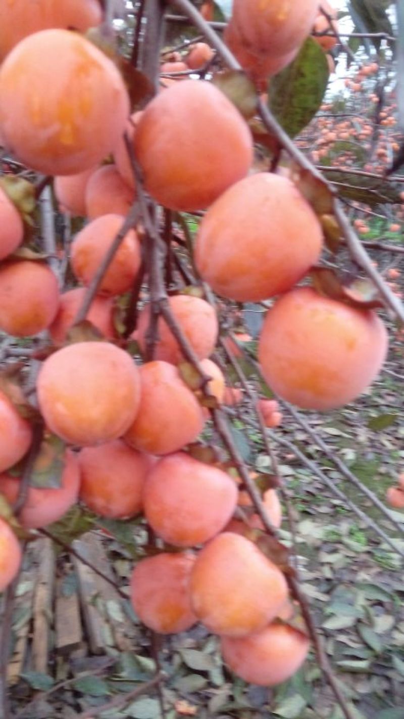 无籽小蜜罐柿子树苗及矮化景观柿子树苗，量大从优