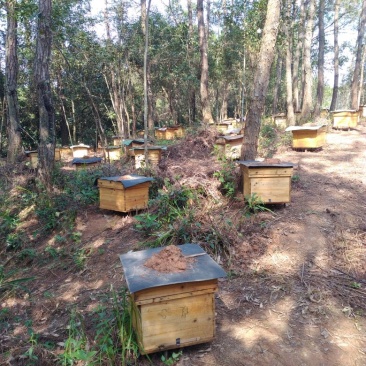 土蜂蜜2斤