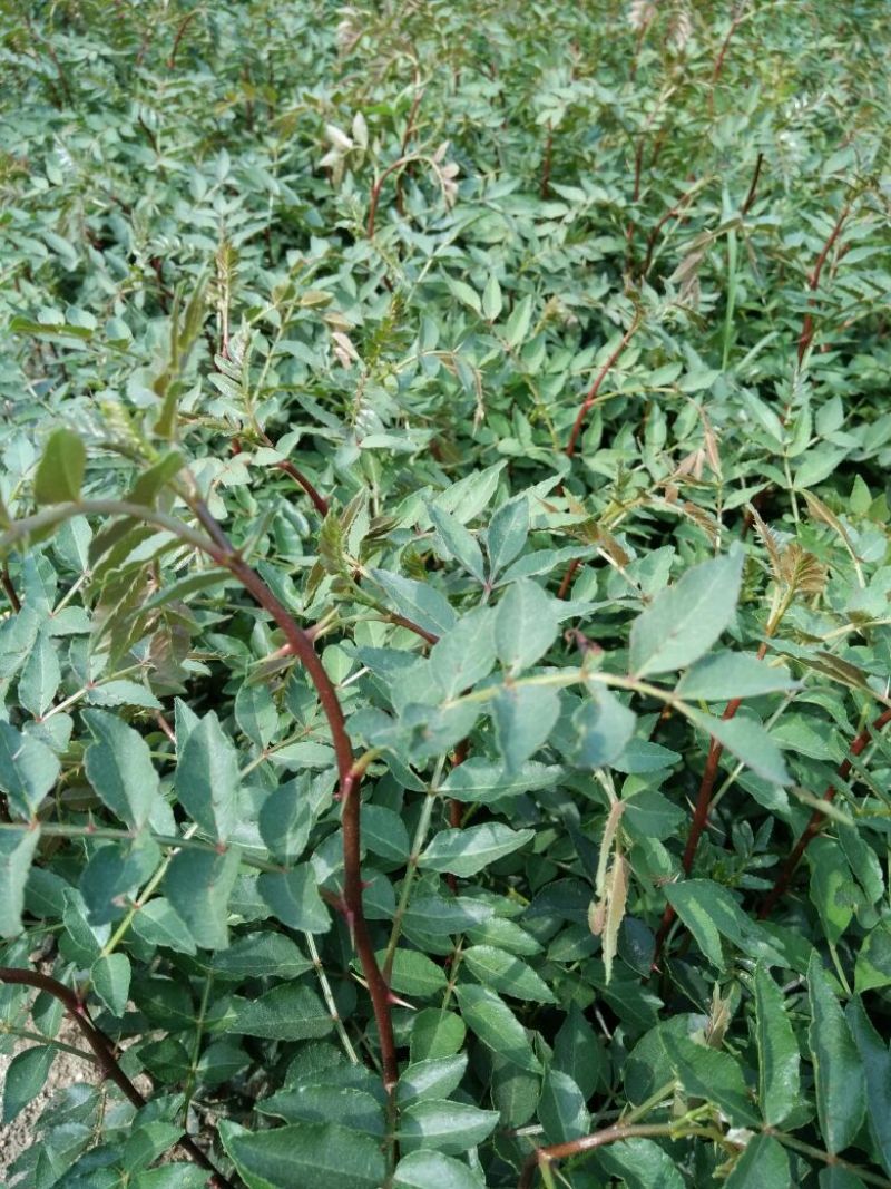 花椒苗种植基地大量出售花椒苗大红袍狮子头