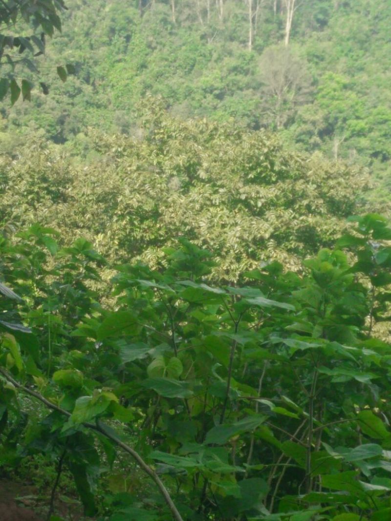 青皮核桃去皮