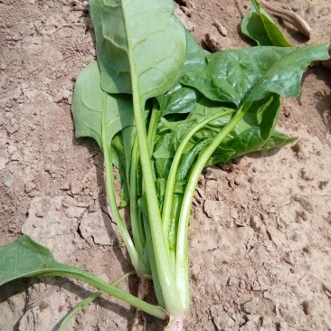 大叶菠菜30~35厘米