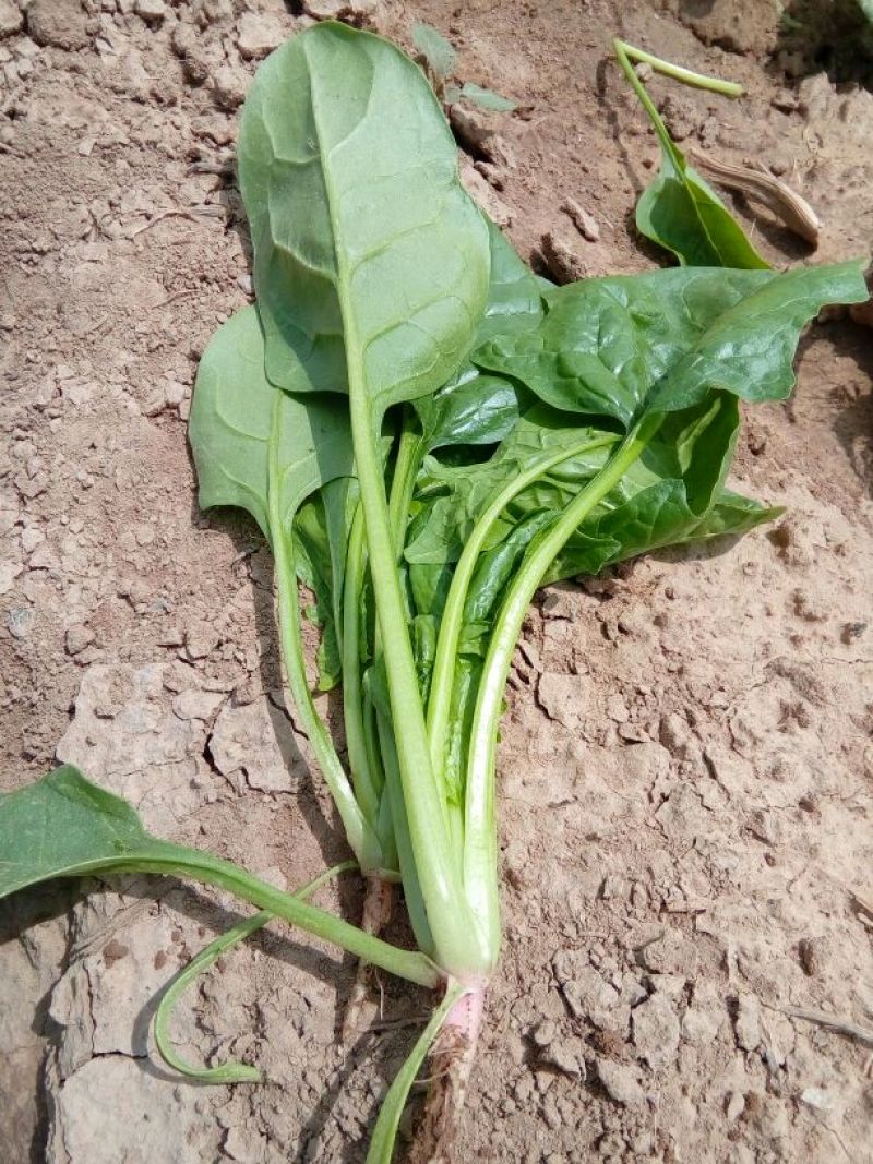 大叶菠菜30~35厘米