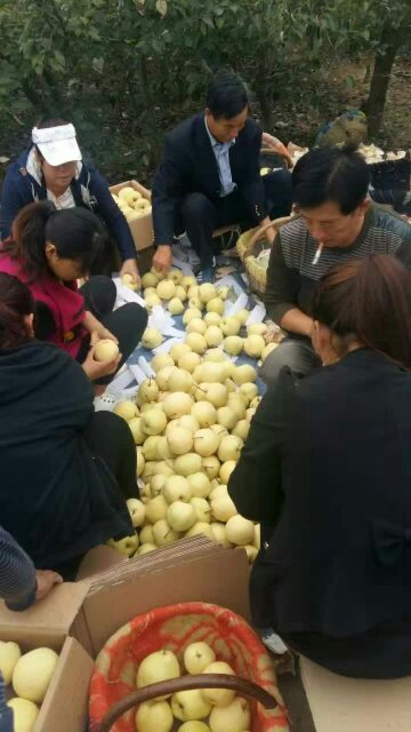 酥梨200~250g纸袋