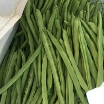 白花四季豆10厘米以上