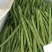 白花四季豆10厘米以上