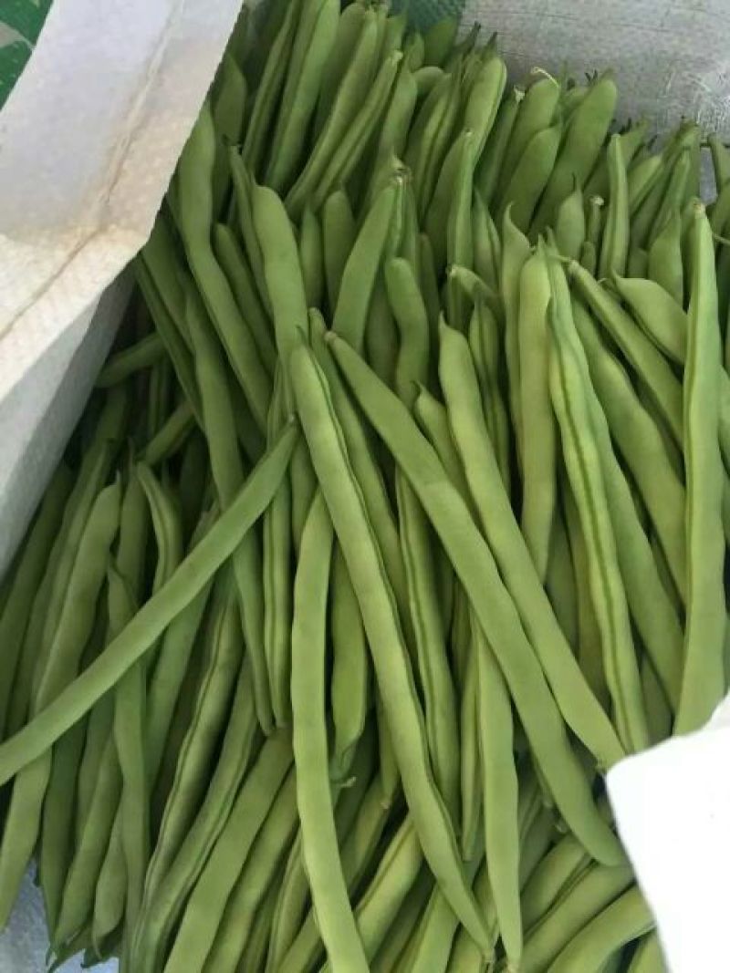 白花四季豆10厘米以上