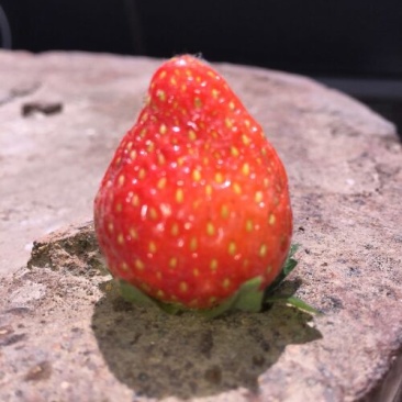 甜宝奶油草莓好吃不贵