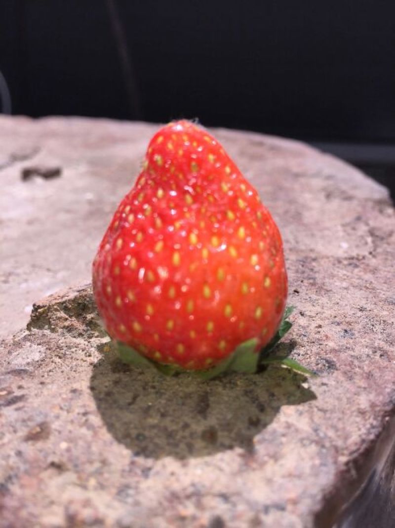 甜宝奶油草莓好吃不贵