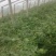 西瓜6斤打底9成熟1茬