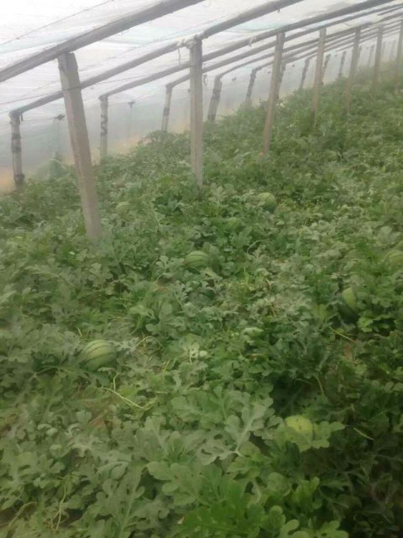 西瓜6斤打底9成熟1茬