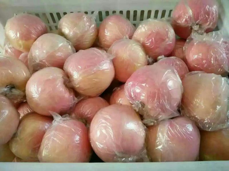 【精品红富士】山西运城膜袋富士脆甜可口一手货源可视频看货