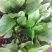 越冬菠菜15~20厘米